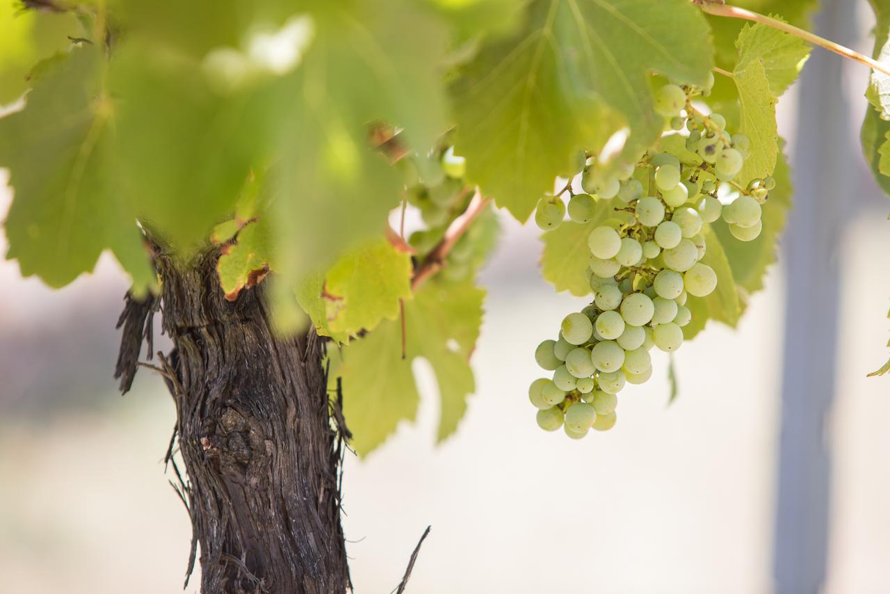 Petersons Armidale Winery And Guesthouse מראה חיצוני תמונה